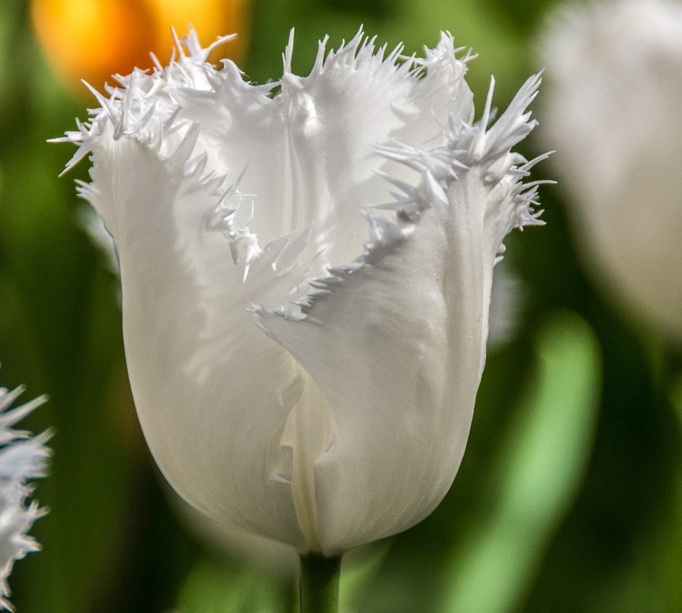 10 самых модных белых сортов тюльпанов - купить по выгодной цене | Новости садового центра