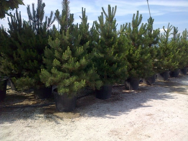 Сосна черная (Pinus nigra)Сосна черная (Pinus nigra)