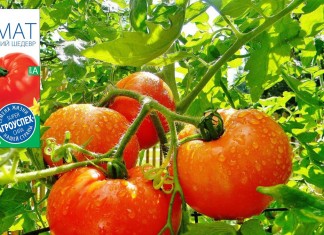 Томаты серии «Алтайский» — помидоры с фруктовым вкусом