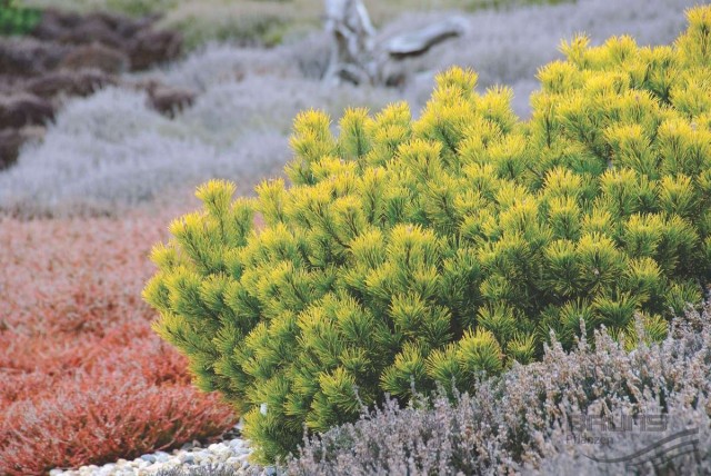 Сосна горная (Pinus mugo) Carstens Wintergold