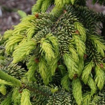 Ель сербская (Picea omorika) сорта Aurea