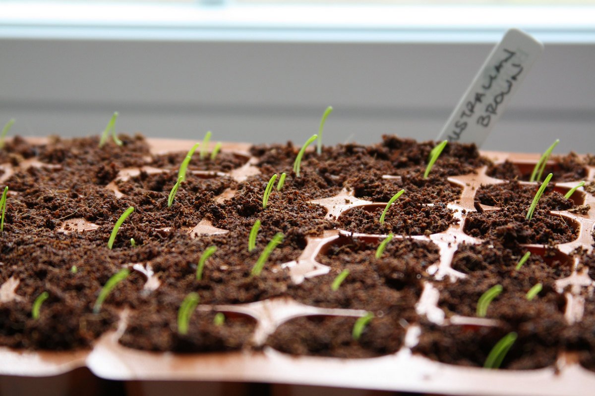 Как вырастить крепкую рассаду лука: секреты успешного выращивания и советы