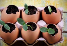 7 необычных способов выращивания рассады