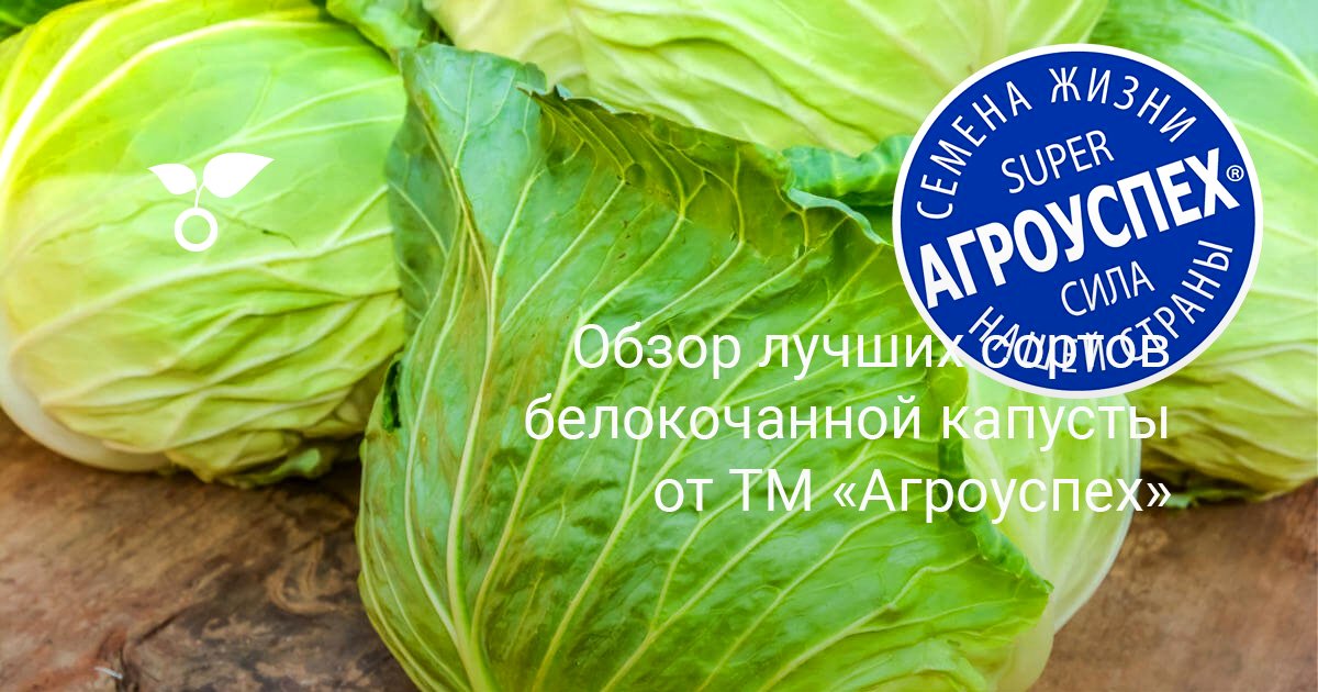 Обзор лучших сортов белокочанной капусты от ТМ «Агроуспех» — Ботаничка