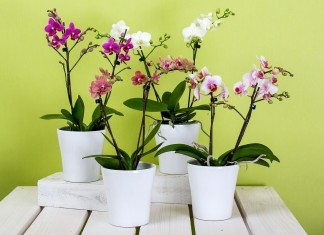 Элегантная и утонченная орхидея – уникальное растение
