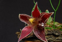 Пафиния — миниатюрная орхидея с огромными цветками