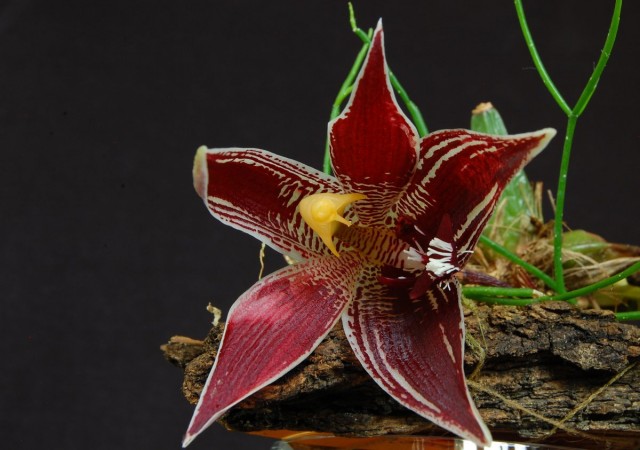 Пафиния — миниатюрная орхидея с огромными цветками