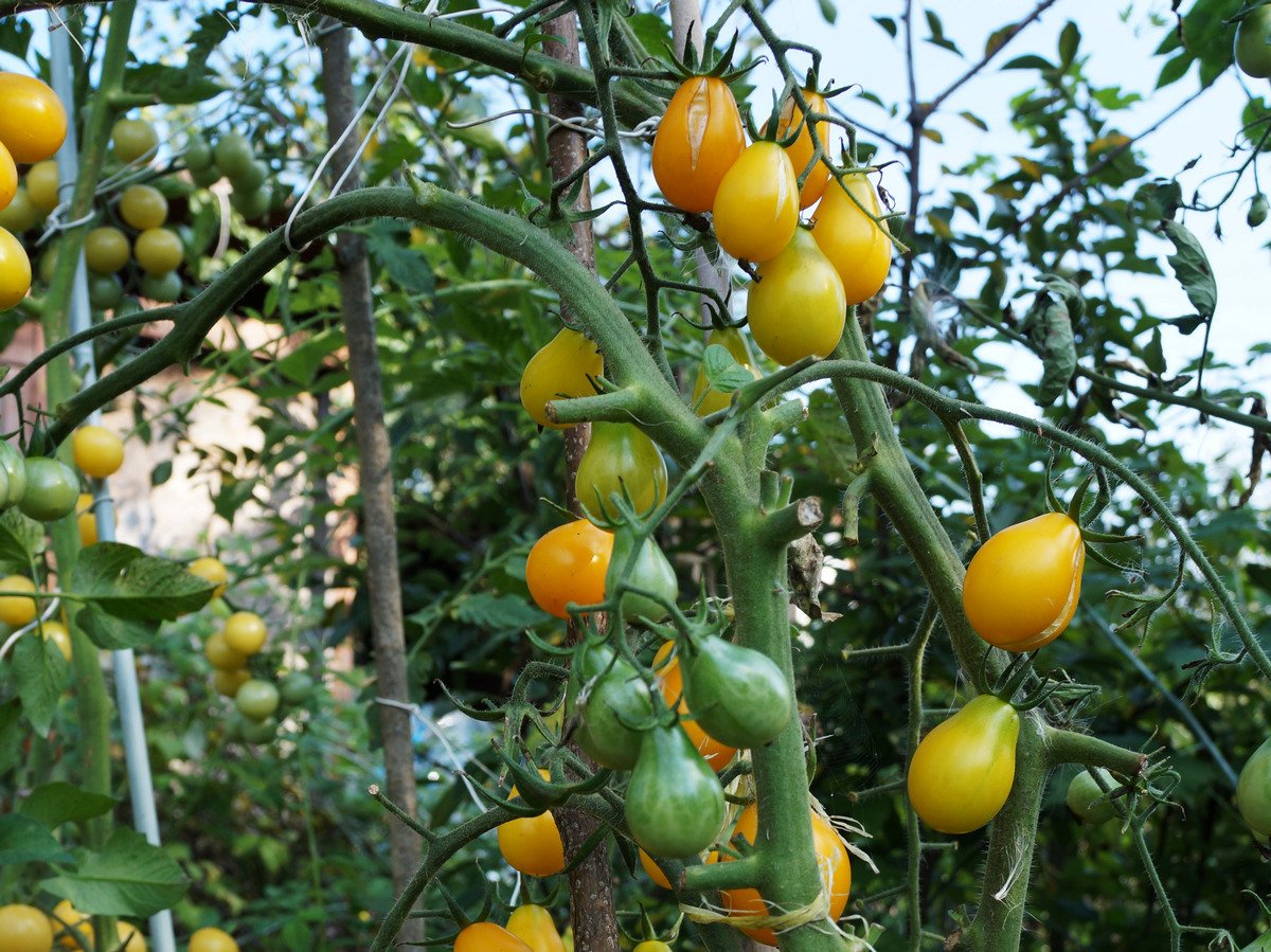 Рейтинг сортов и гибридов томатов черри, которые я выращивала. Описание.Фото — Ботаничка