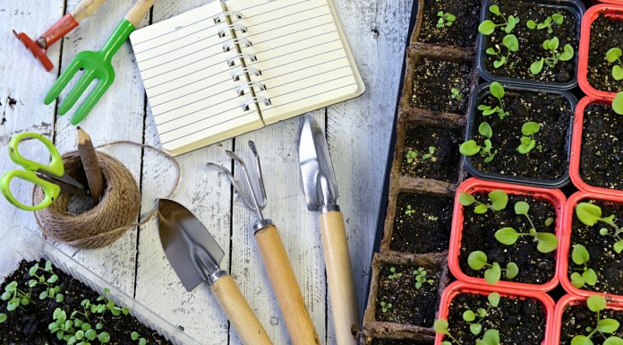 60 лучших статей о выращивании рассады