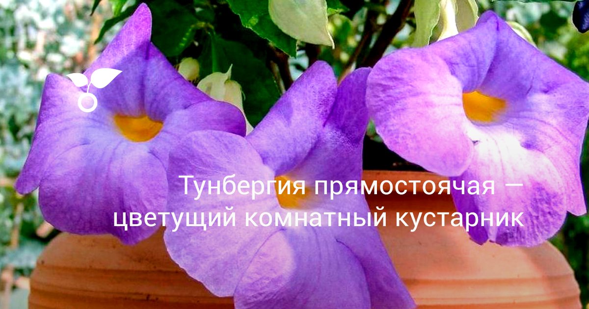 Тунбергия прямостоячая — цветущий комнатный кустарник. Уход в домашних ...