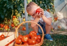 Чем отличаются индетерминантные и детерминантные томаты?
