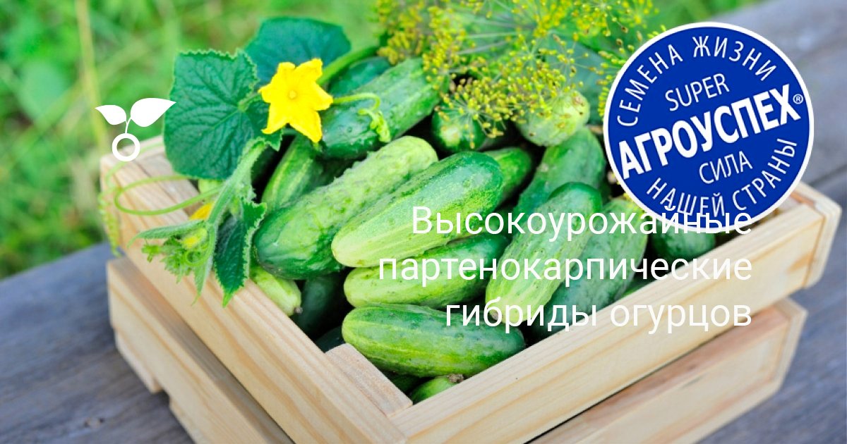 Высокоурожайные партенокарпические гибриды огурцов — Ботаничка