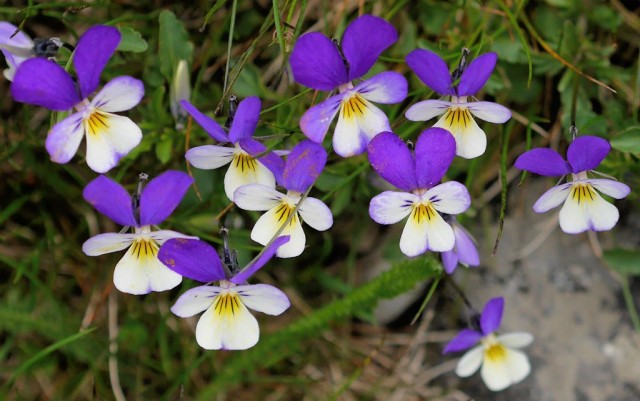 Фиалка трехцветная (Viola tricolor)