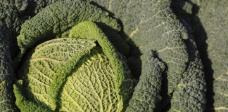 5 необычных видов капусты, которые нужно обязательно выращивать