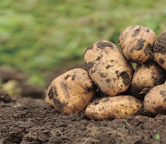 Из-за болезней, вызываемых почвенными грибными патогенами, картофель может терять до трети урожая