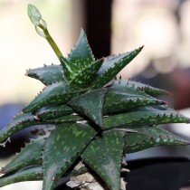 Алоэ Юкунда (Aloe jucunda)