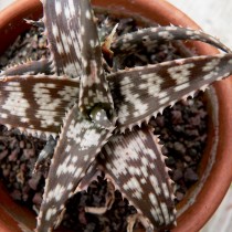 Алоэ Рауха (Aloe rauhii)