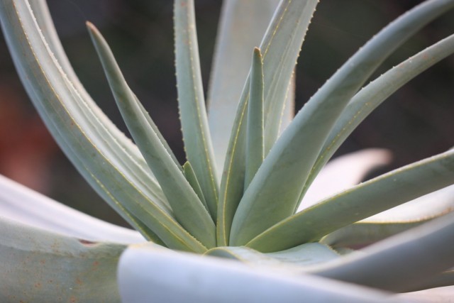 Алоэ дихотомическое (Aloe dichotoma)