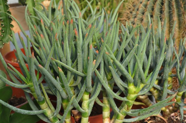 Алоэ сильноветвистое (Aloe ramosissima)