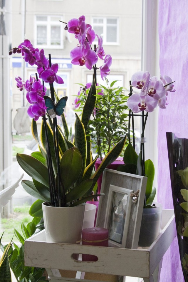 Очень важно в уходе за орхидеями обеспечить им постоянное место в доме
