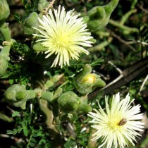 Мезембриантемум белоцветковый, или Аптения белоцветковая (Mesembryanthemum geniculiflorum)