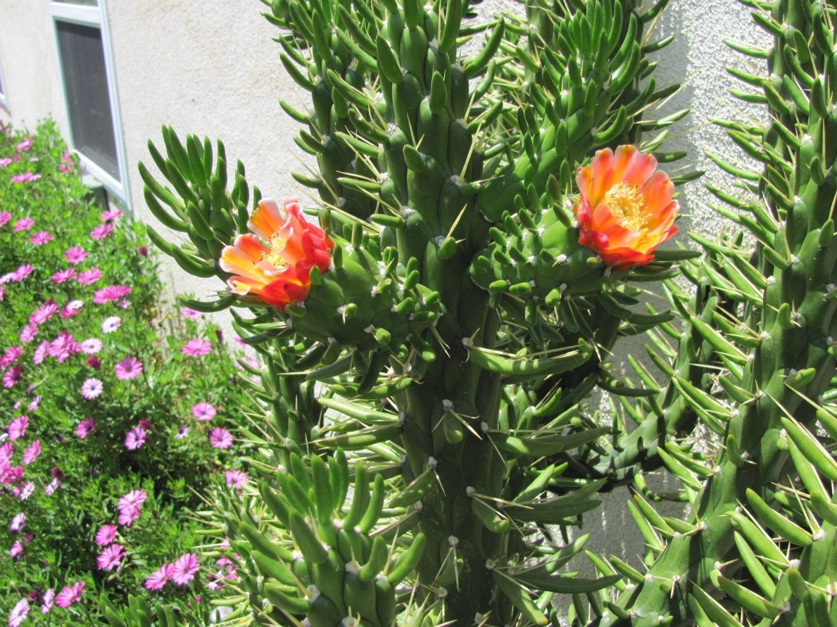 Аустроцилиндропунция (Austrocylindropuntia): описание цветка, фото, особенности выращивания | Название сайта