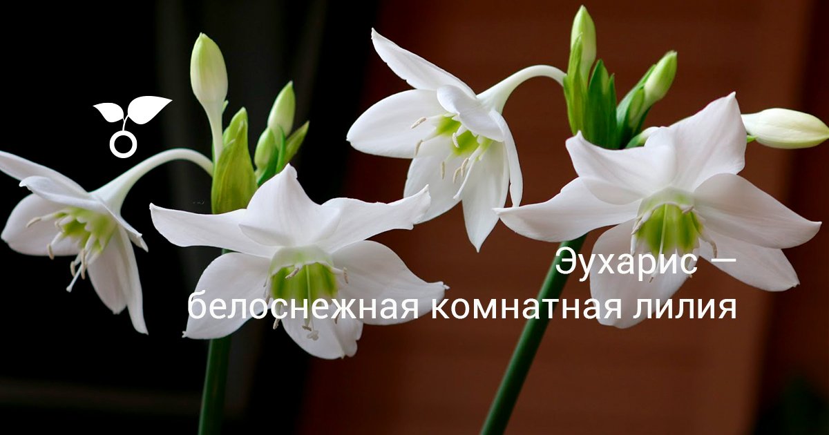 Комнатные цветы с цветущими белыми цветами.