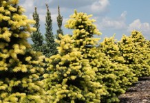 Голубая ель (Picea pungens) сорта Maigold