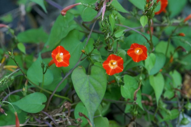 Ипомея квамоклит огненно-красный (Ipomoea coccinea)