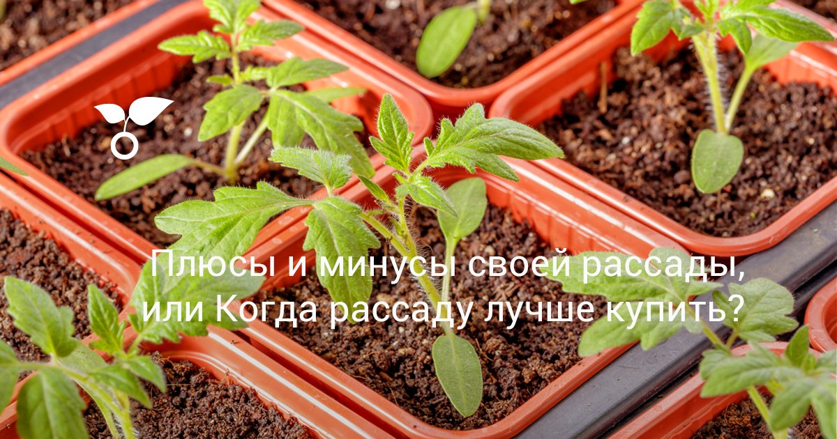 Плюсы и минусы своей рассады, или Когда рассаду лучше купить? Фото ...