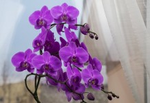 5 главных вопросов и ответов по уходу за орхидеями