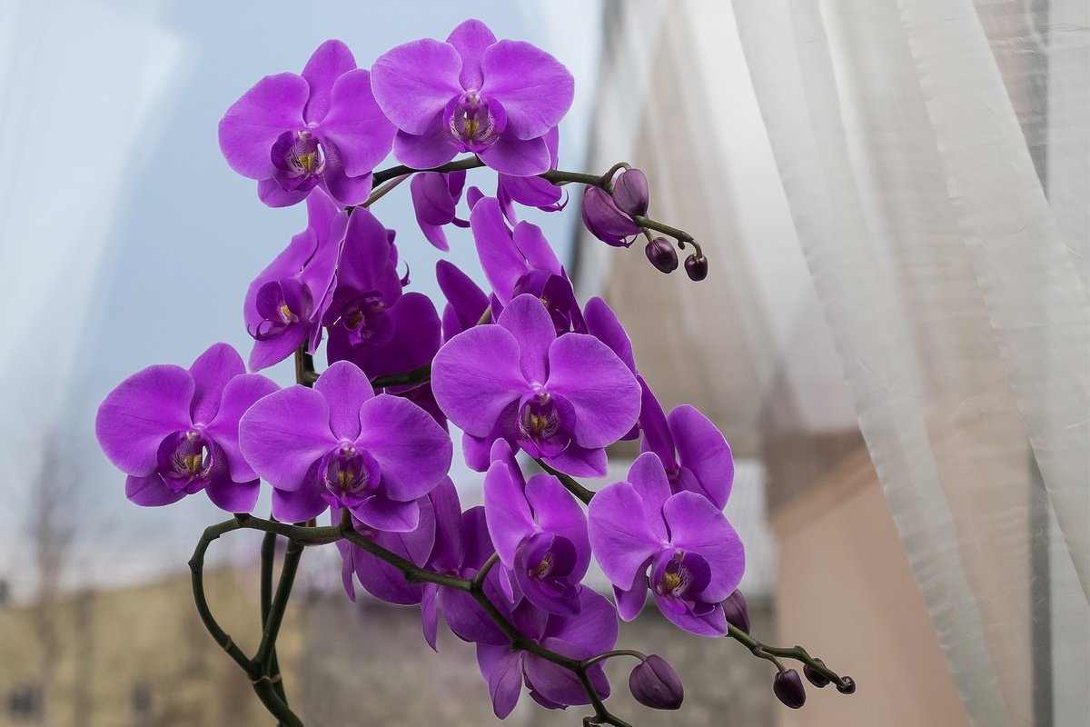 Желтеют листья у орхидеи: причины и что делать заботливому цветоводу для спасения красавицы