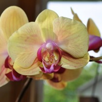  Орхидея фаленопсис (Phalaenopsis)