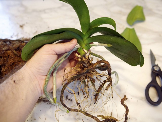 Пересадка орхидее нужна не только по мере роста, но и в случае загнивания корней или испорченного субстрата 