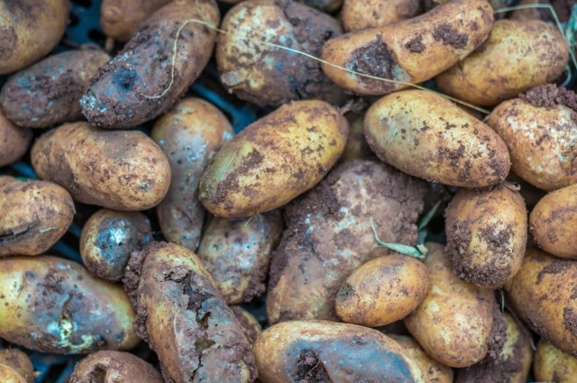 Если вовремя не заметить и не предотвратить распространение заболевания, можно лишиться всего собранного урожая картофеля