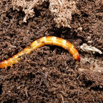 Проволочник — личинка жука-щелкуна