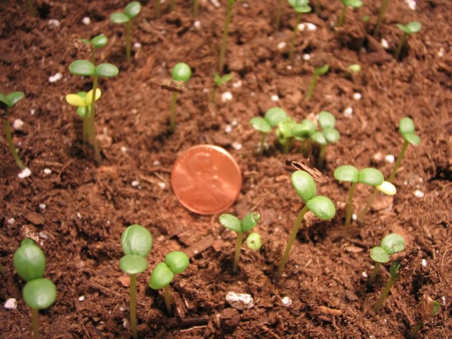 В регионах с мягкими зимами посев цинний можно проводить сразу в почву