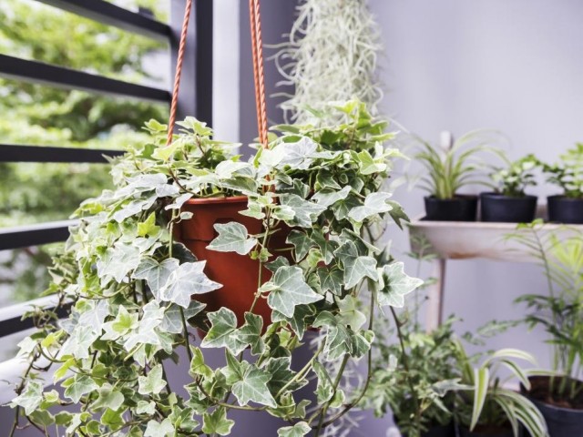 Абсолютно всем комнатным растениям весной пойдет на пользу свежий воздух