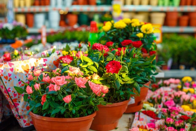 Главный секрет успешного выращивания комнатных роз - правильный выбор вида растения