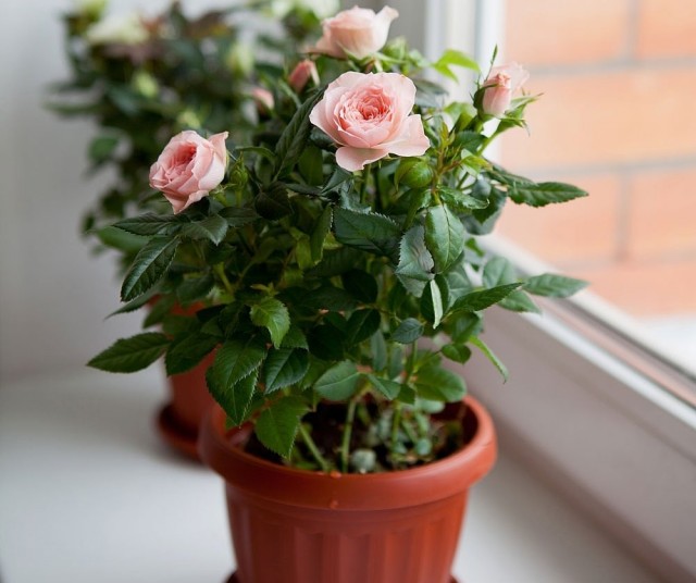 Лучше всего для роз подходят восточные или ориентированные на юго-запад окна