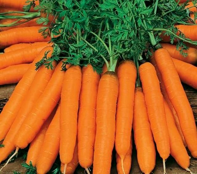 самые хорошие сорта моркови