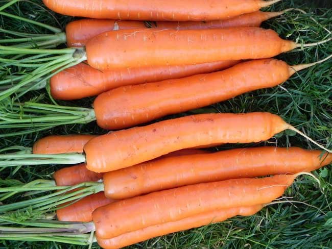 Лучшие сорта поздней моркови для хранения отзывы
