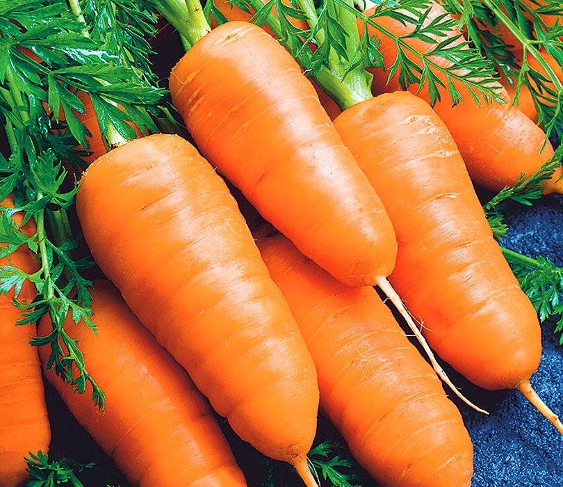 Крупные сорта моркови