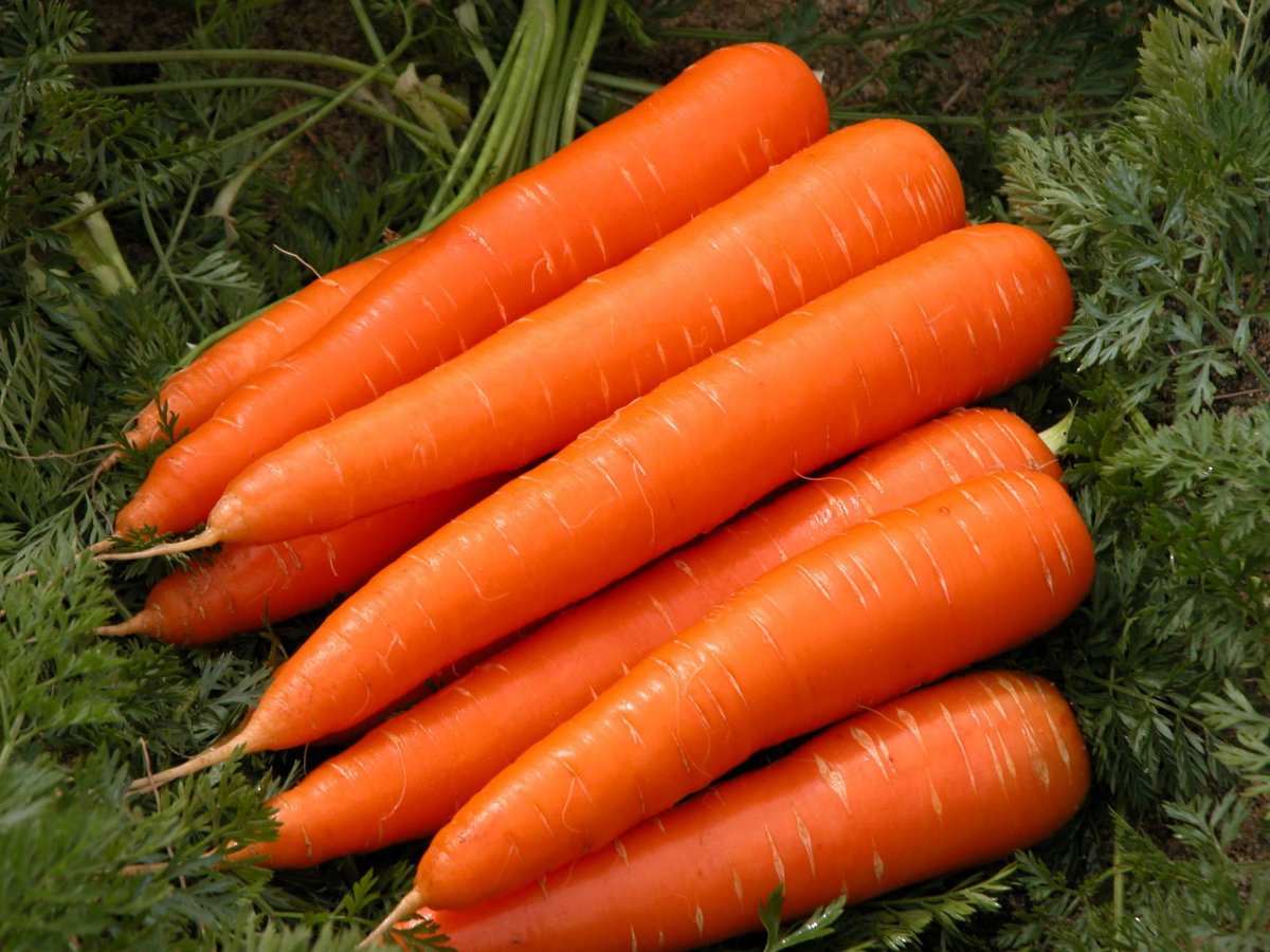 Морковь Абледо f1