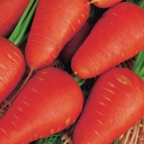 Морковь «Шантенэ 2461»