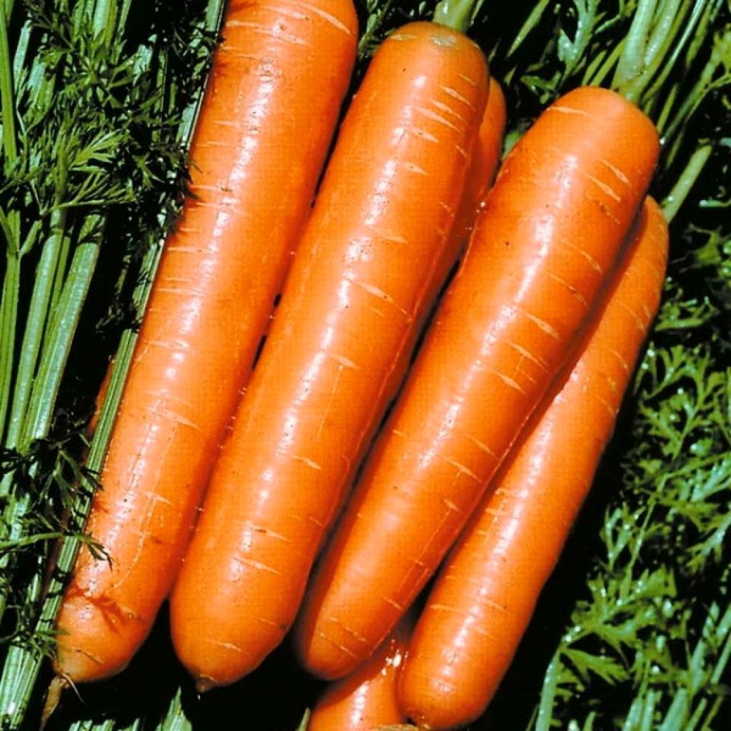 Поздние сорта моркови