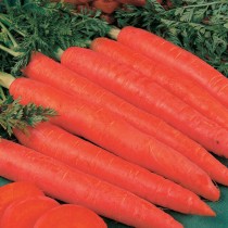 Морковь «Красный Великан»