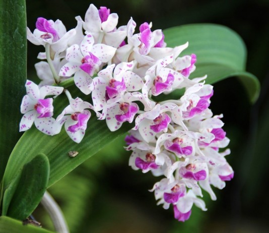 7 самых ароматных орхидей с пряным запахом