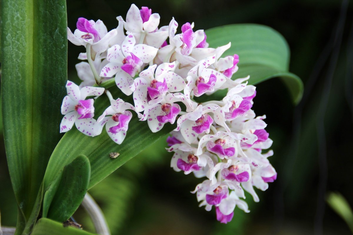 7 самых ароматных орхидей с пряным запахом. Описание, фото. — Ботаничка