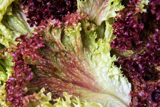 Как и когда лучше всего сажать салат в мае 2024 года?